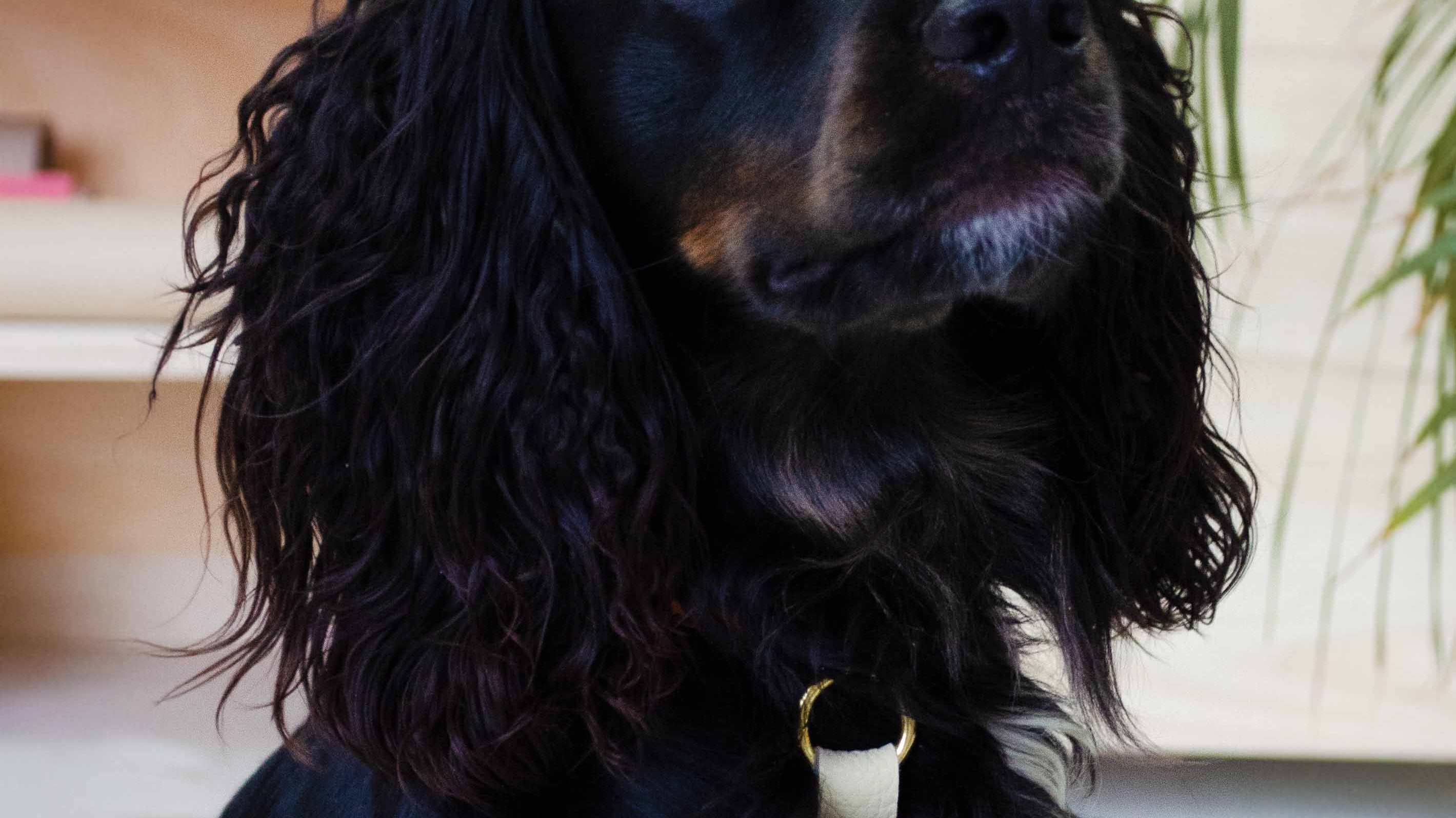 Cream leather dog ring bearer pouch worn on a triple colour working cocker spaniel puppy