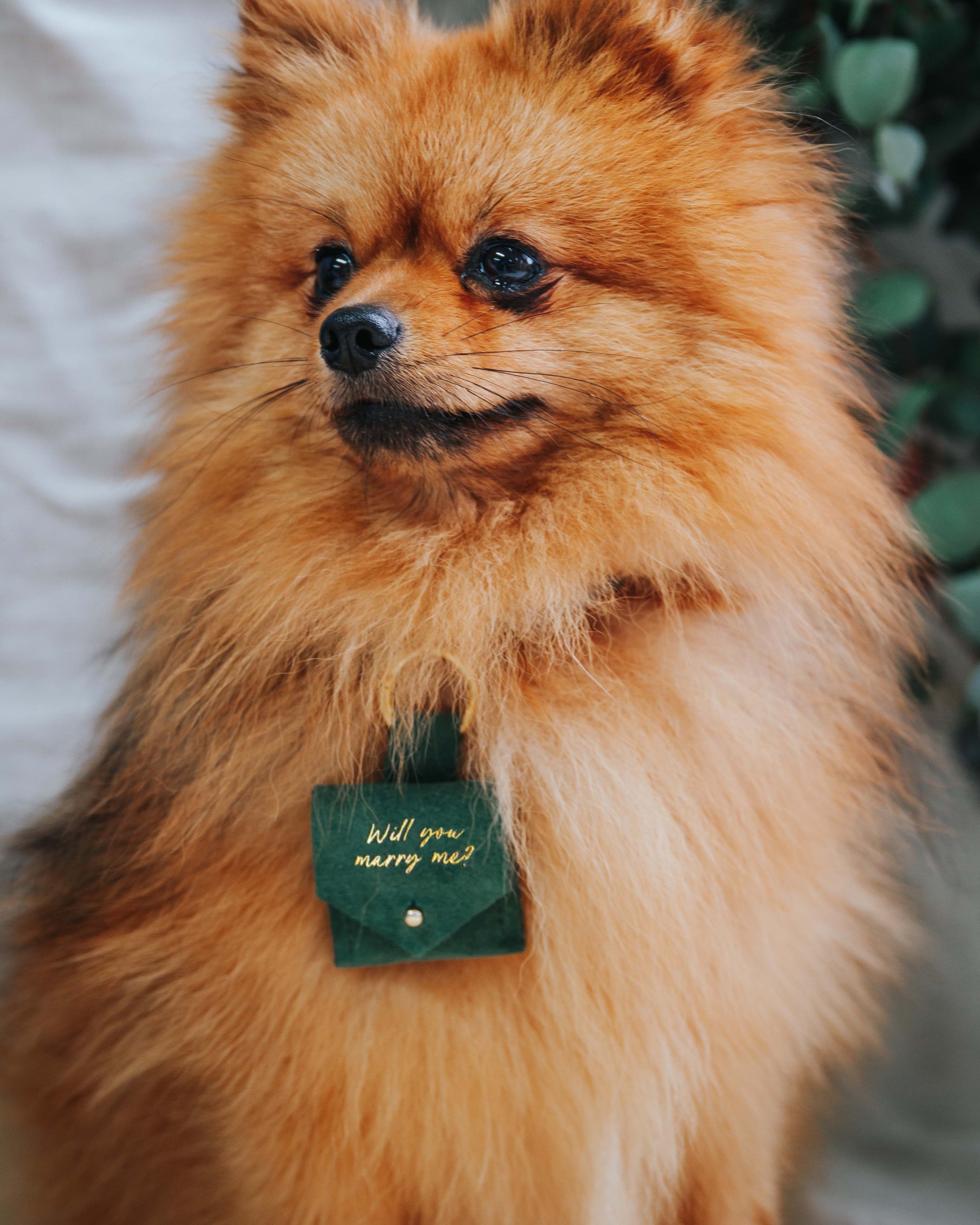 Pomeranian dog wears green dog ring bearer pouch.