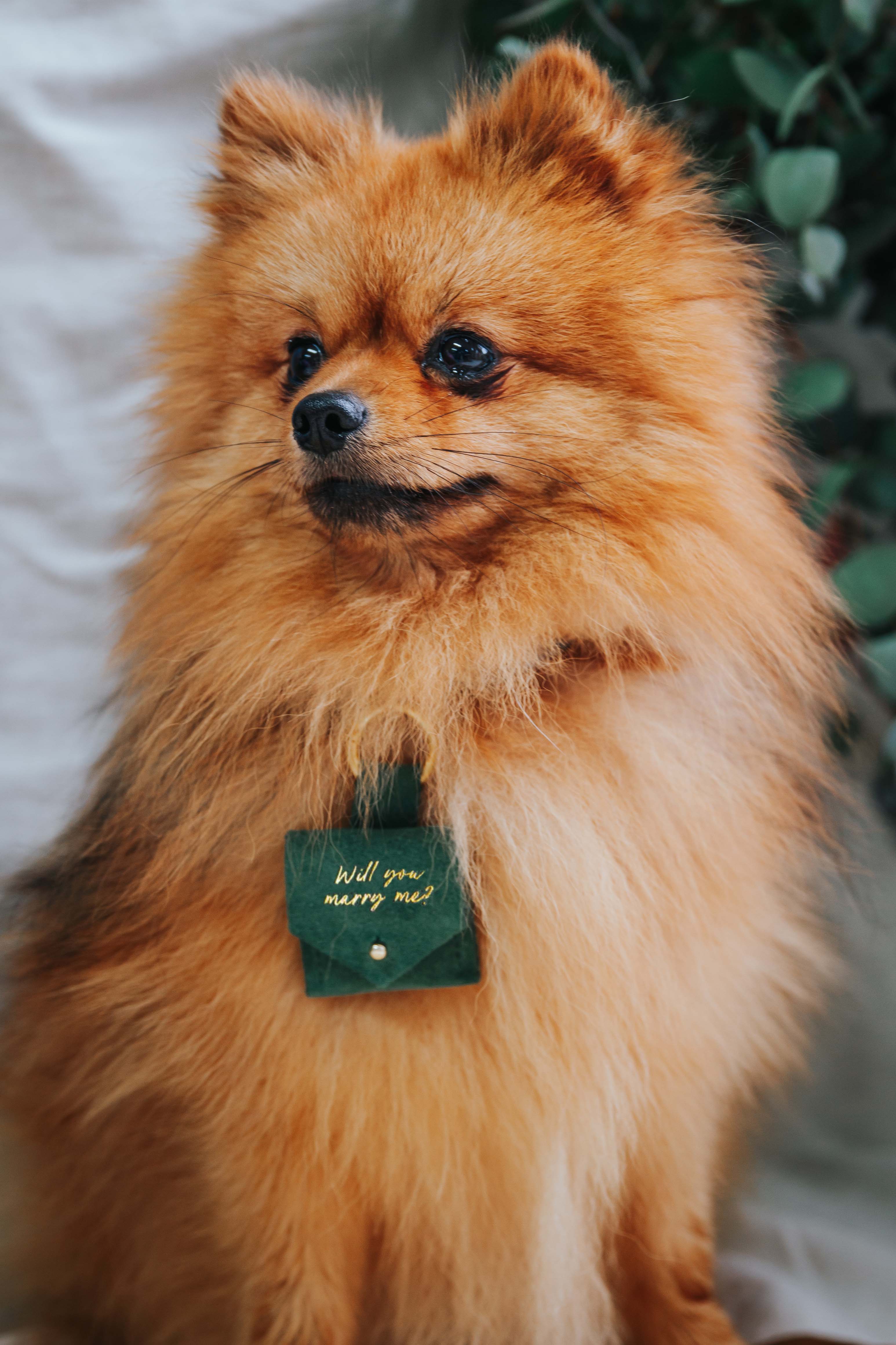 Pomeranian dog wears green dog ring bearer pouch.