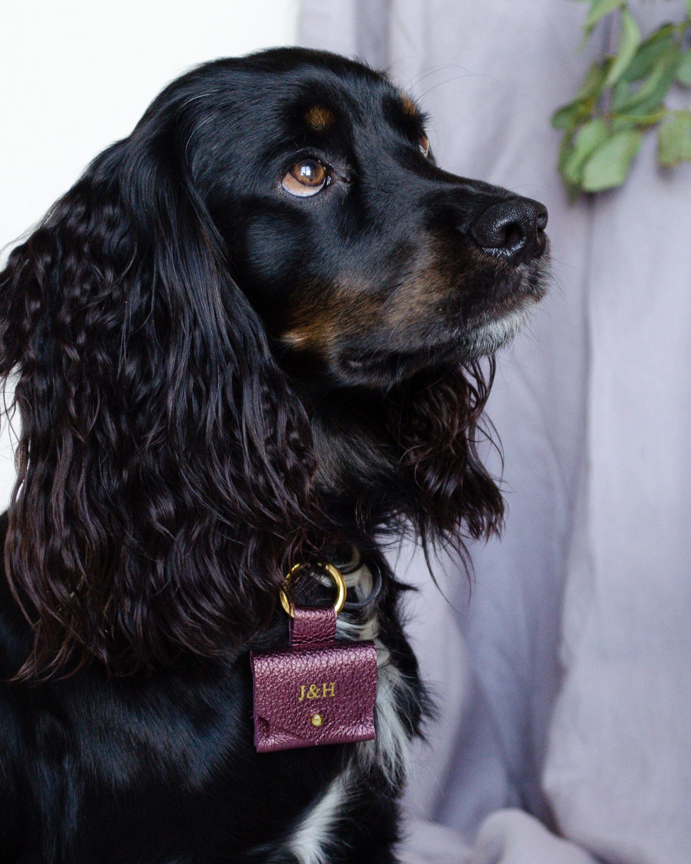 Black and Tan working cocker spaniel dog wearing purple dog ring bearer pouch for wedding day.