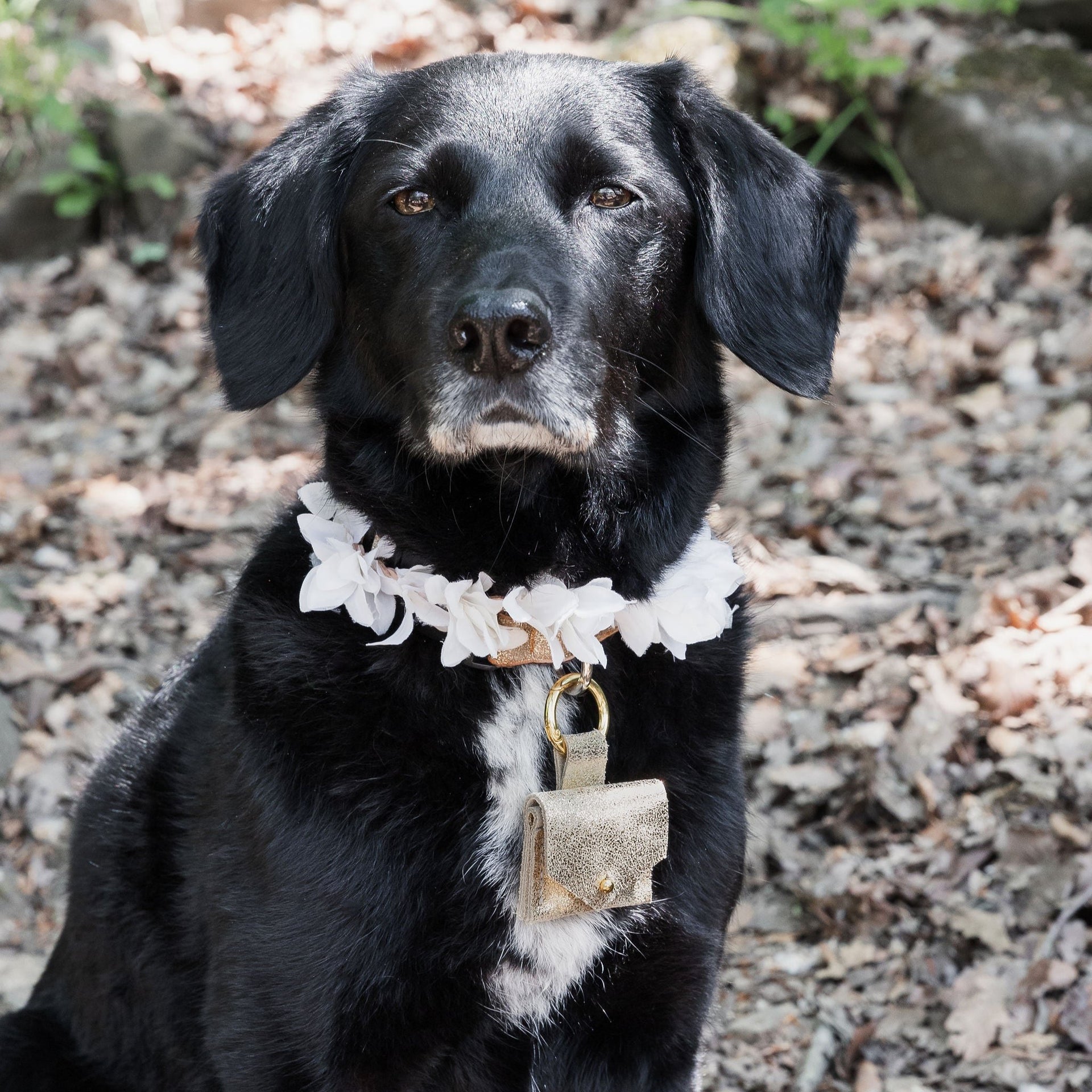 Dog Ring Bearer Pouch – Studio Lowen - Main Image
