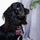 Black and Tan working cocker spaniel dog wearing purple dog ring bearer pouch for wedding day.